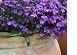  recently updated Open Gardens 