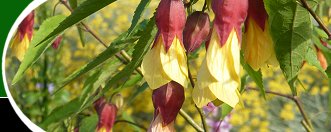  Open Gardens image 