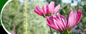  Open Gardens image 