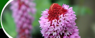  Open Gardens image 