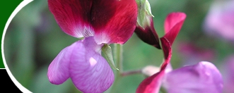  Open Gardens image 