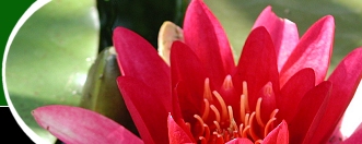  Open Gardens image 