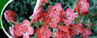  Open Gardens image 