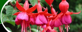  Open Gardens image 