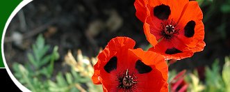  Open Gardens image 