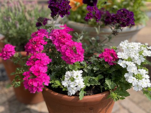 Draycott Open Gardens Festival
