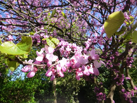 Hessle West Open Gardens