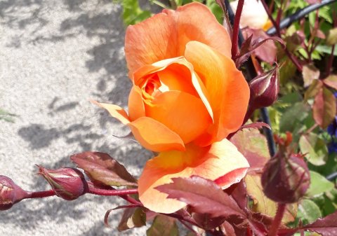 Drinkstone Open Gardens