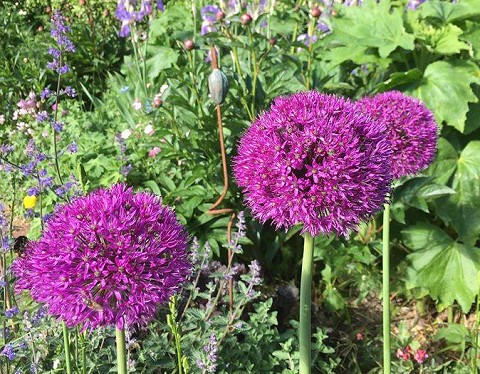 Southover Open Gardens