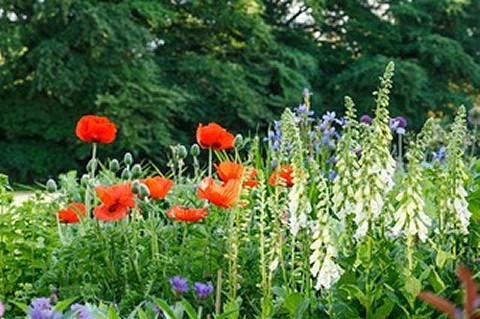 Altons and Honeystreet Open Gardens Festival