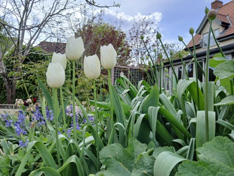 Great Finborough Open Gardens