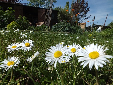 Holton St. Mary Open Gardens